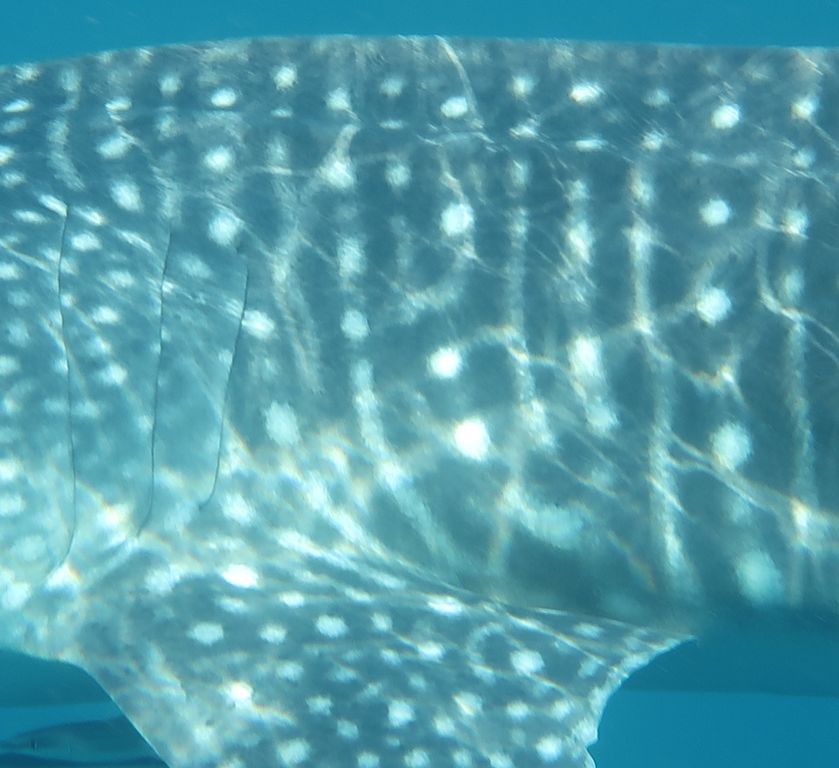 d128d353-c013-4e0e-b13a-45483c33b817