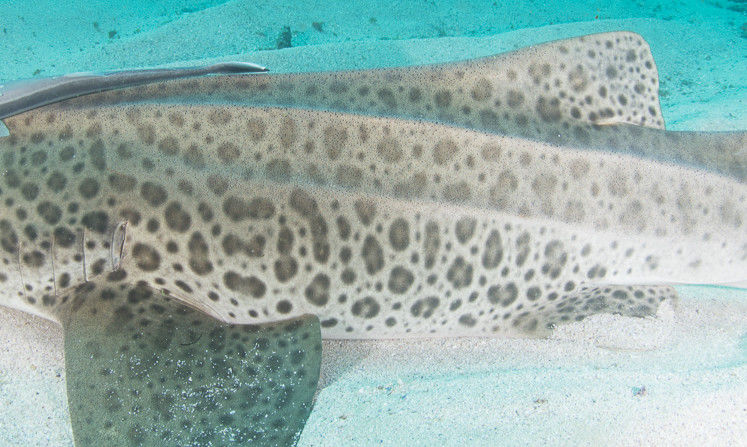 2564cf76-9dfc-499f-bb68-85650684d0cc