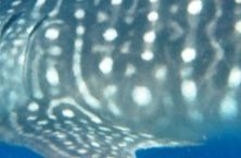 9919255f-d432-4e7b-acbc-c1b1331db3ee