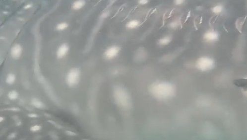 01cc42e8-c0fa-4366-85f8-93570eedf1e5