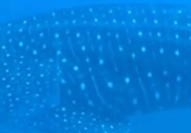 4f323ef9-b9bb-4540-9747-9ad04cb430b5