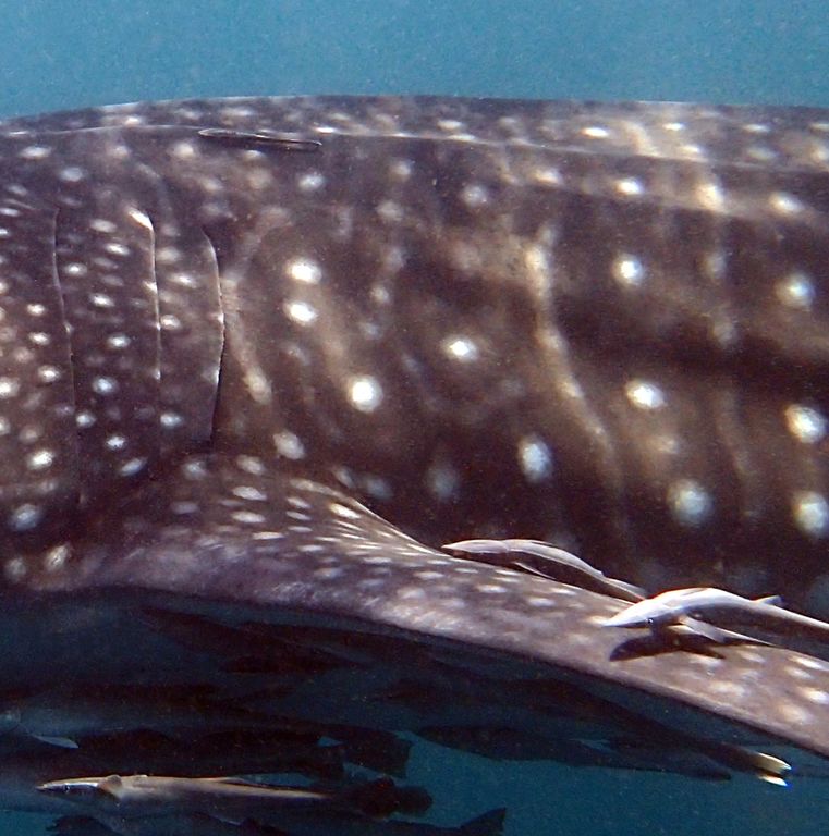 e7e35969-b8fb-4989-b10d-a27862f3ae0b