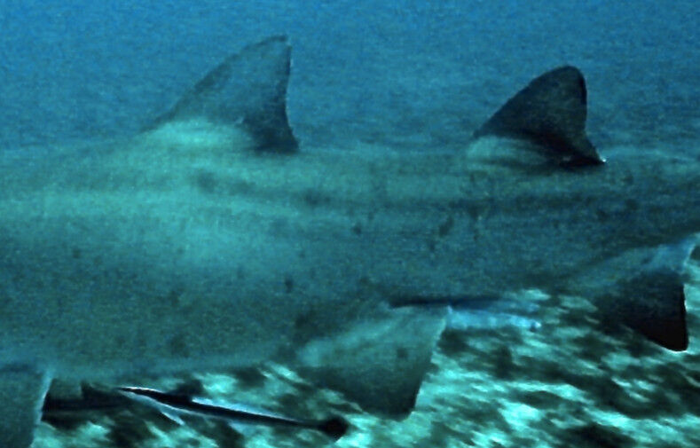 985c1045-3826-40bc-ace0-b23b87c8f837