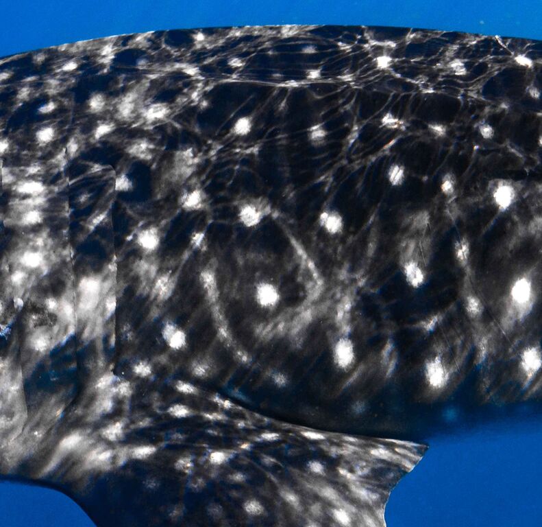 30db386b-548e-4d68-9f18-6c0d0a807632