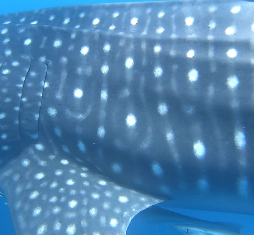 985bffa6-5020-49ad-9e87-a3eff5c44636