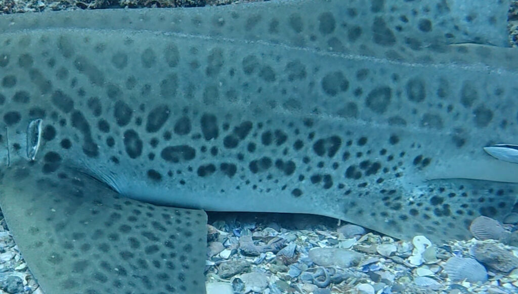 e680a062-cc1d-4e9c-9cac-cdccdec1dc9b