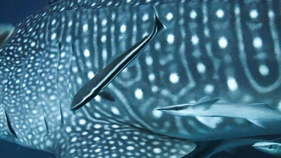 d9e84bbf-ae14-4655-b770-1c3507580244