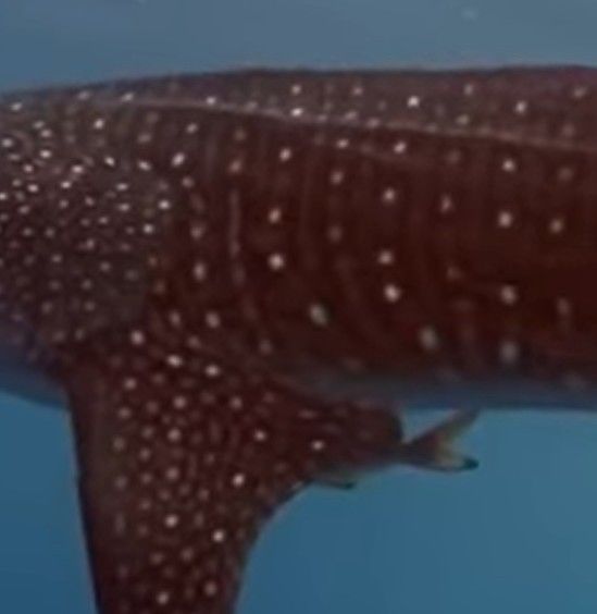 9197e343-a990-478d-8b41-d807ba8e8d4b