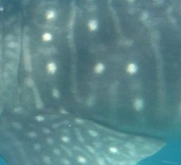 60e4a98c-dffc-4c3e-8b1c-889cec729f9d