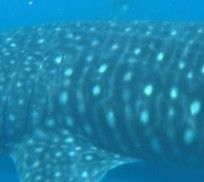 128555f6-de6a-40de-8e4a-f69aa613da5a