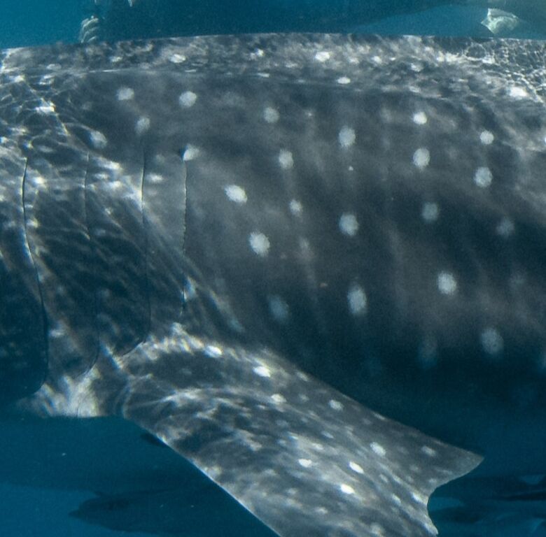 99fae9ad-0979-481e-b505-c9f409e39e3a