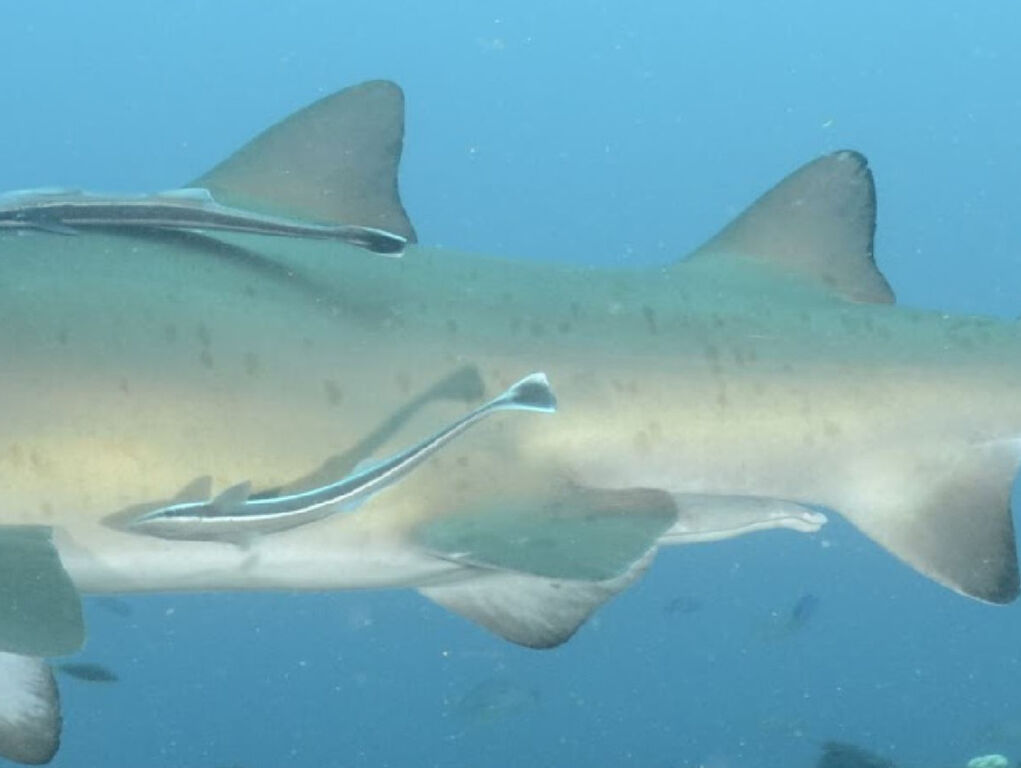 e1f67b0b-7194-43ee-831b-dd379bc1d980