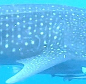 33018485-1b60-455f-af2d-88ceffd3b580