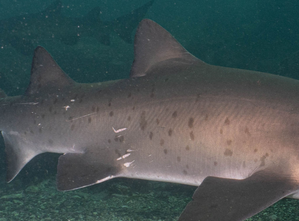 0a30063f-dce9-4585-8853-db9260967d20