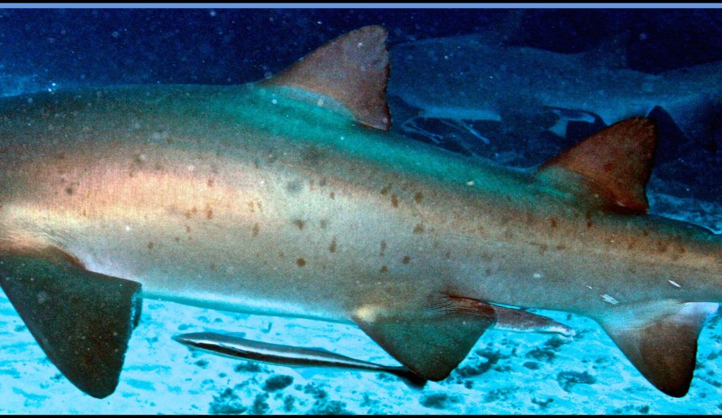 e3ec78ab-70a8-45f1-9651-9ed11e66e376