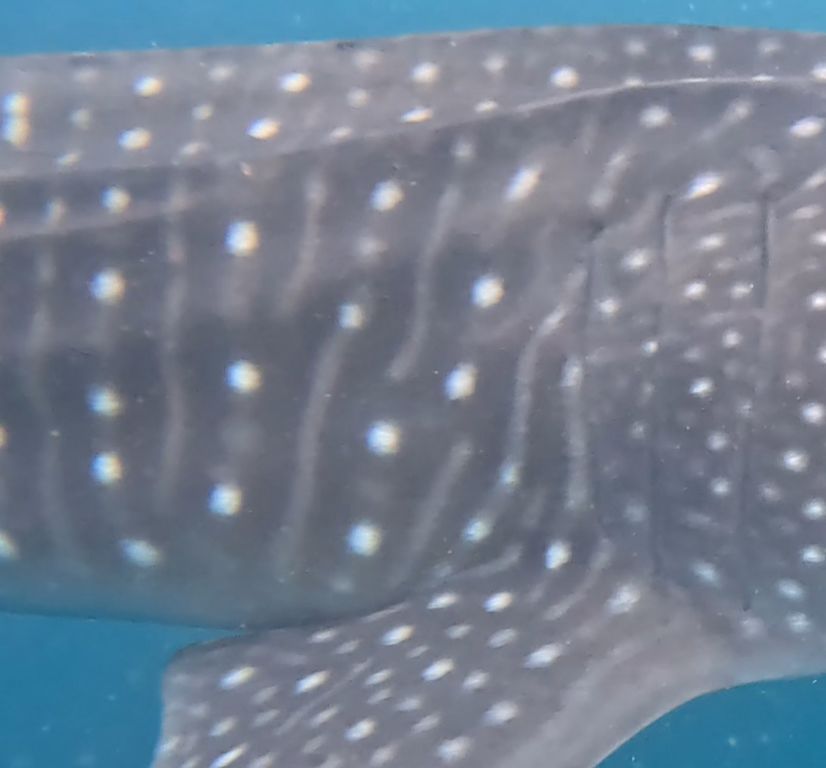 c1663500-b60d-4d12-92e1-af194c54f399