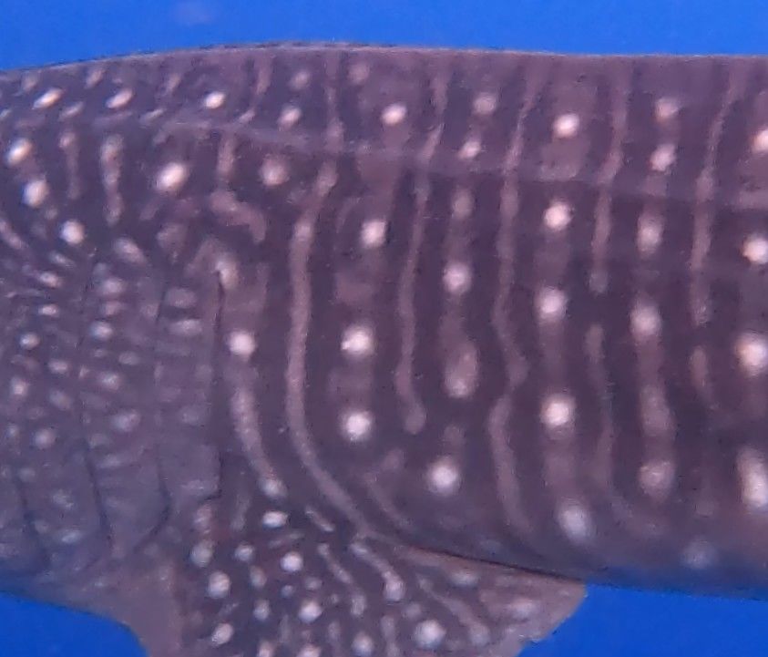 f2aef6b7-0329-43dd-80d0-aa9b50d5ca12