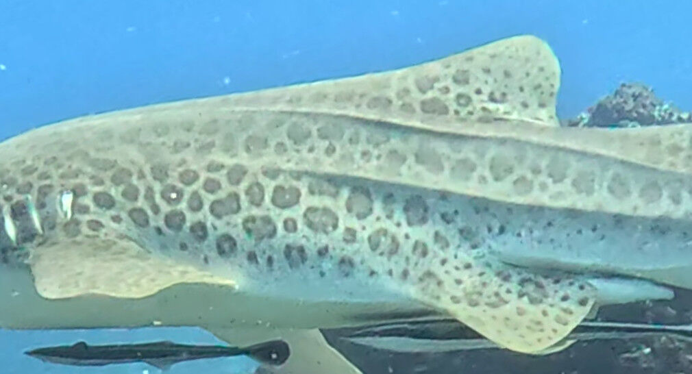 e680a062-cc1d-4e9c-9cac-cdccdec1dc9b