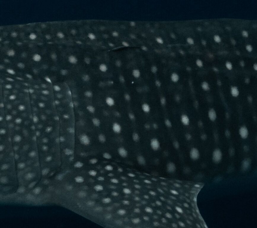 ca32b83d-a50e-4623-a23e-dd359f3f3acd