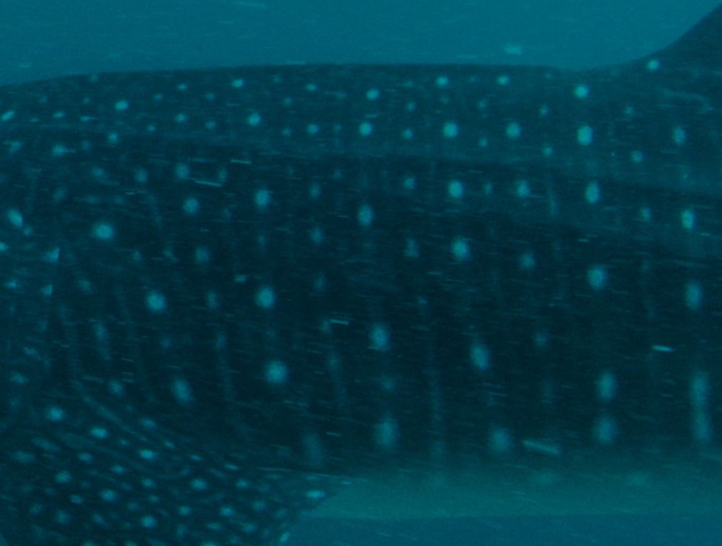 69cee6d0-178a-4a8f-95b4-17cf348ad937