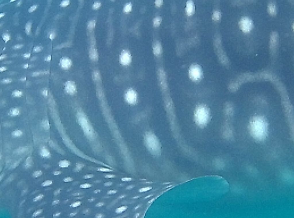 996f0e79-a8af-41f0-bb8a-c6326ebd1dc9