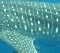 77a8cc9c-3252-4625-8dce-c9174ed45567