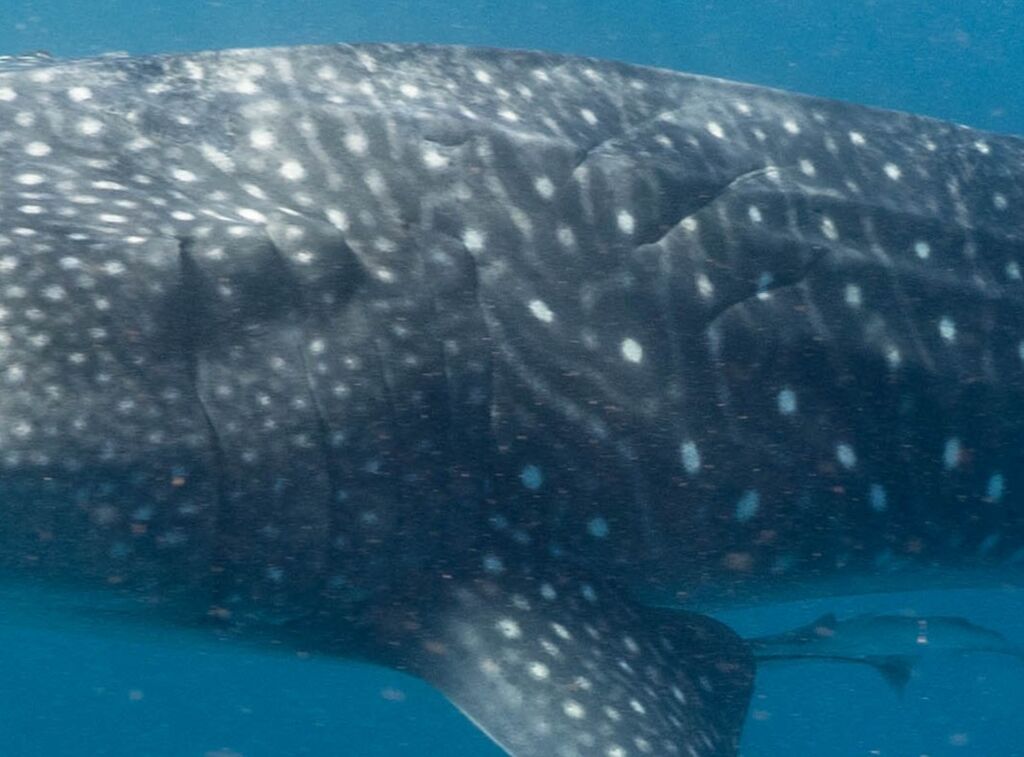 bac7e648-f07f-4fd1-bee4-a14fca4ef866