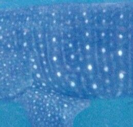 51ff13c4-019c-4217-8f04-0bdefbf3c42e