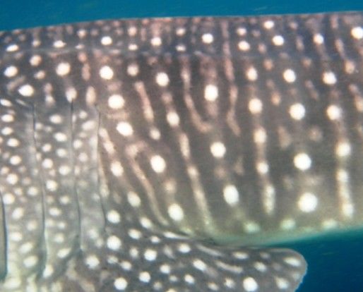 ee5ed59a-c4d2-42fd-9993-e2c9126bf916