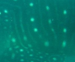 8f7d8453-ed18-4573-91cc-838e79dae1fb