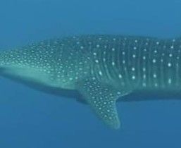 baf08db4-997e-44fd-9b06-104294e90596