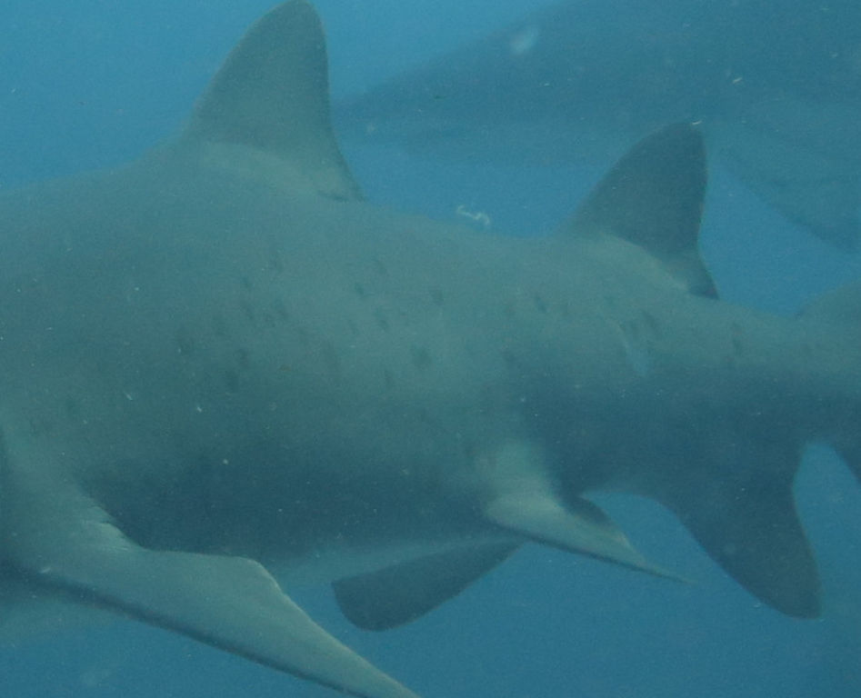 9c514a9e-3730-4e55-8a83-84dc1fbf20e5