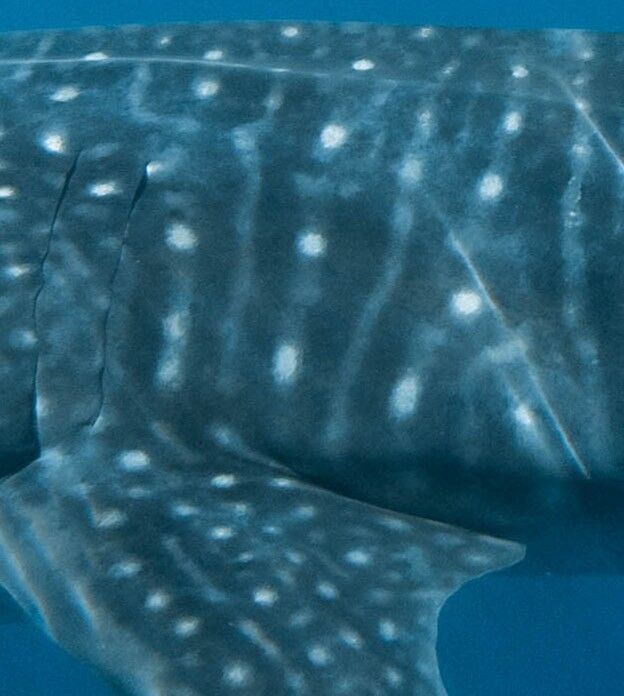 0638d35e-0448-4259-8d71-4ca4a15ea7a5