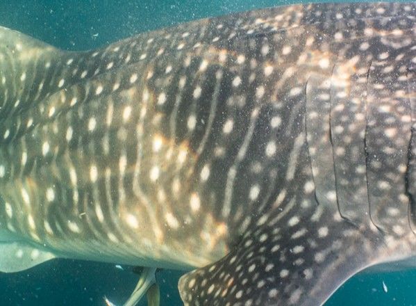 ca1e2927-38ba-4ced-a6ba-d75a327ae641