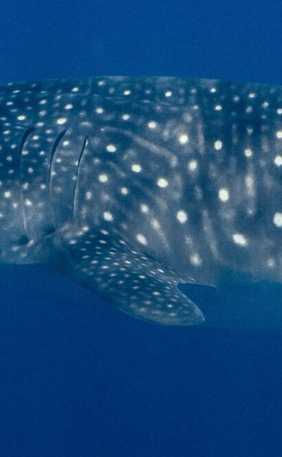 1f5b4a76-600f-4614-92bc-e32a935f9391