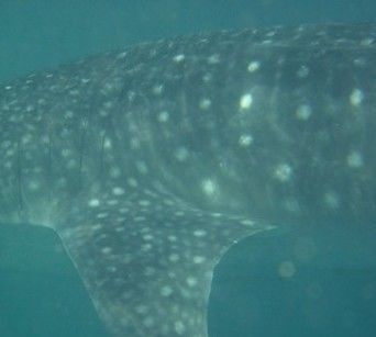 e26966d2-0347-4295-bd99-9878dee9aa0b