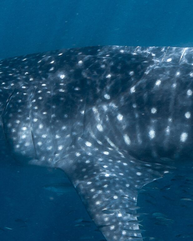 4ae899b3-082c-42c9-ac49-1ec4b6511afa