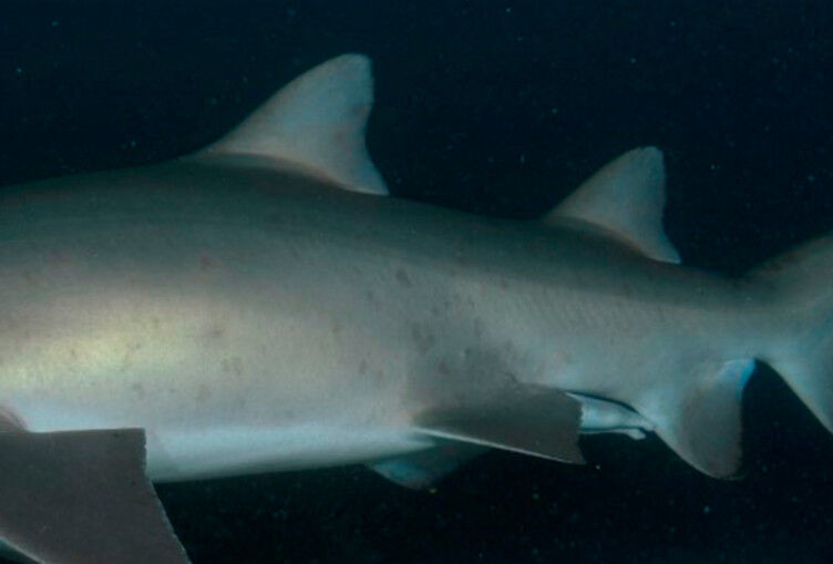 44d75473-1ff7-4483-8274-984058e267d2