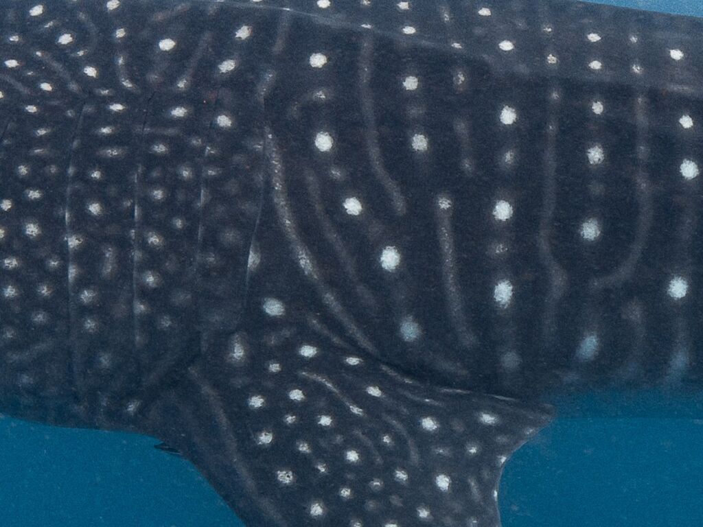 24d9c2a0-b959-4242-94b5-68403b90ef48