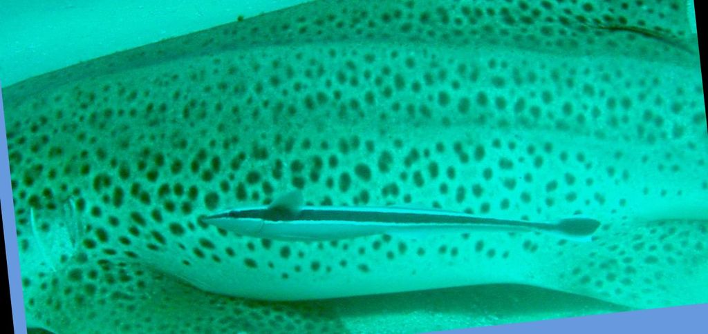 ac01582a-9bea-46c8-81b9-3a504f915f6a