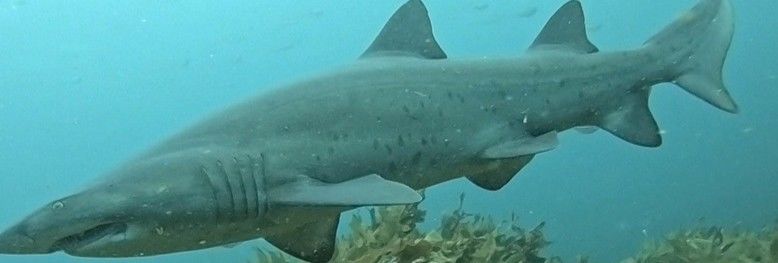 492ee63f-25d7-4936-9176-3774bc83cd0f