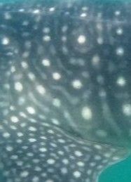 927f415b-ce50-4732-89d8-f0c333218ae2