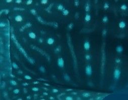 dc44fcfc-7c09-4aa7-b42d-1402e38ee93f