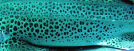 e71cb968-f03b-4340-82f0-cb15dccaf09b