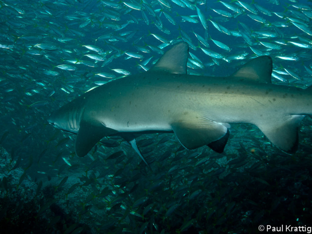 546e4d4c-822d-45a7-a343-934df0df75dc