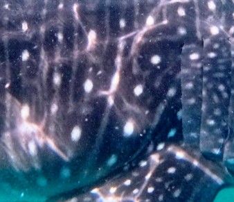 15e47ece-88f2-4fa8-bf78-d6d995e955ba