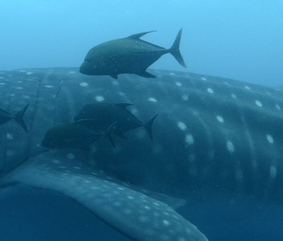 f7f350fb-0870-4d23-b5eb-7d6b5a240cca