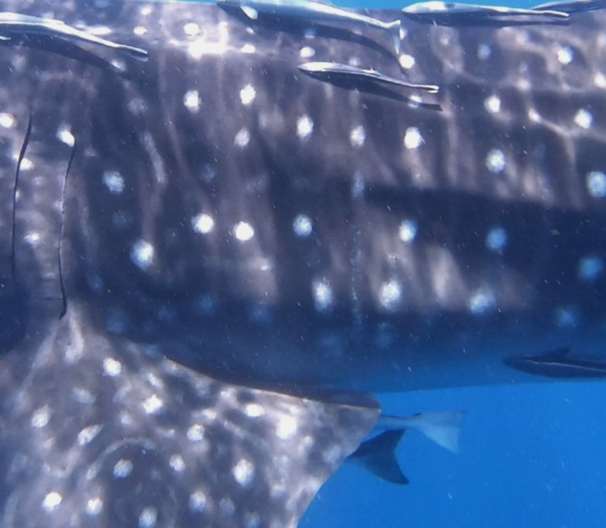 4a326c2b-0373-41a0-94c9-72b1ab81f2b5