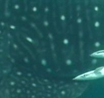 5197e5d6-54da-4144-9622-4944b65f4a41