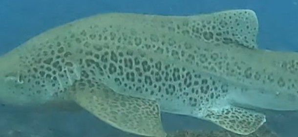 c52e63a0-ccf6-4dd7-9f68-f690342f7a41